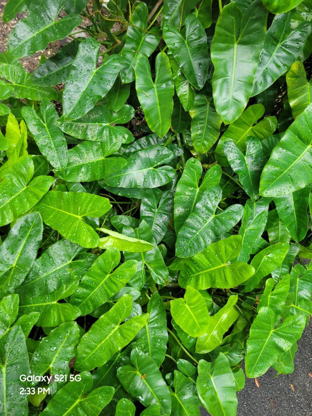 Philodendron Burle Marx Cuttings – Unrooted Stem Cuttings for Propagation