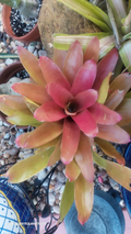 Neoregelia 'Super Fireball' – Live Bromeliad, Red Sun-Stressed Color, Rooted Plant