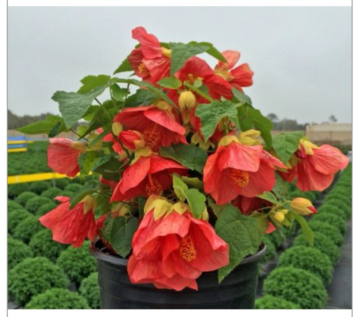 Lucky Lantern Red Abutilon - Small Rooted Starter Plant, Flowering Maple