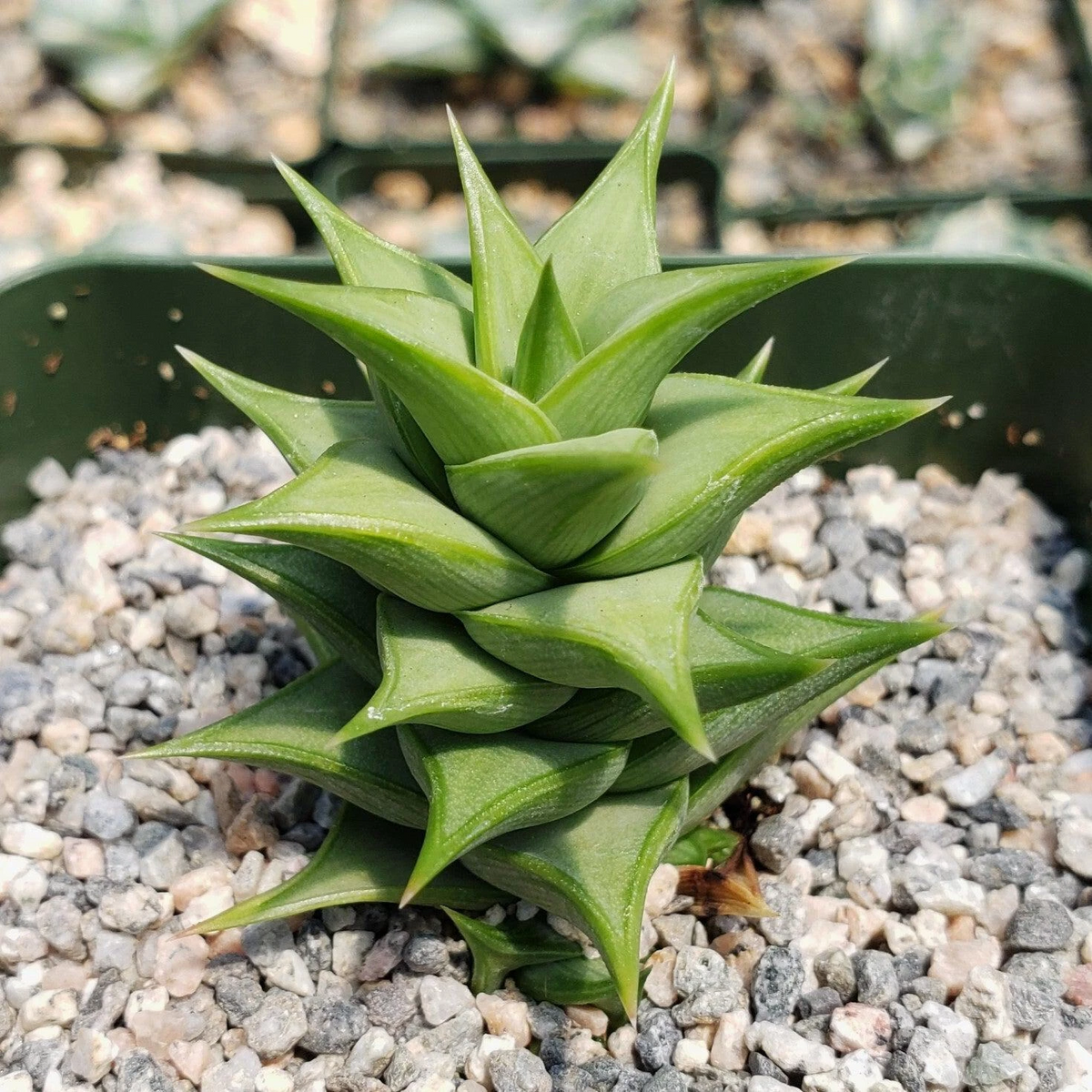 Astroloba spiralis Live Succulent in 4" Pot – Rare Spiral-Form Plant