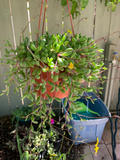 Ruby Necklace Succulent Cuttings (Othonna capensis) – 12 Unrooted 8" Stems for Propagation