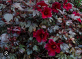 Mahogany Splendor Hibiscus - Red Foliage Hardy Hibiscus, Rooted Starter Plant
