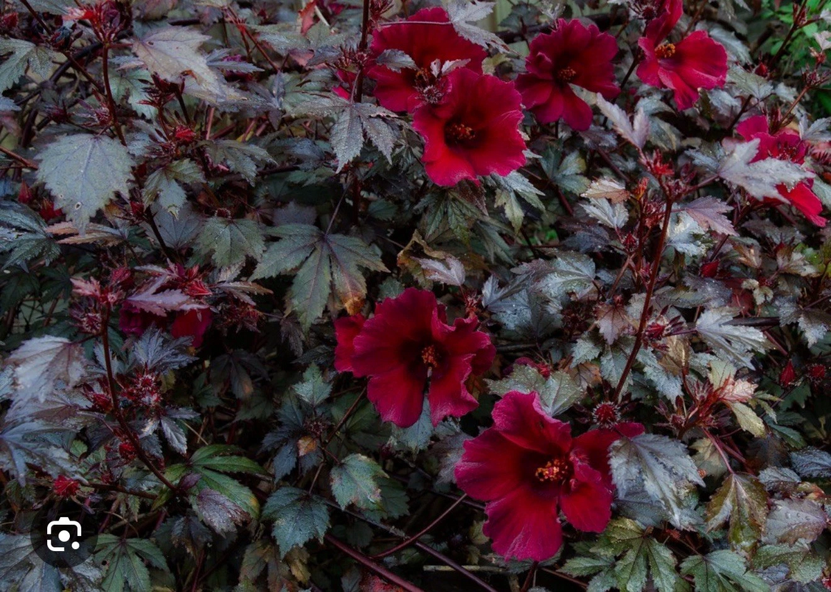Mahogany Splendor Hibiscus - Red Foliage Hardy Hibiscus, Rooted Starter Plant