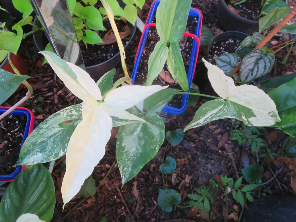 Syngonium podophyllum ‘Albo Variegata’ Cutting - Variegated Arrowhead Vine, Unrooted or Rooted