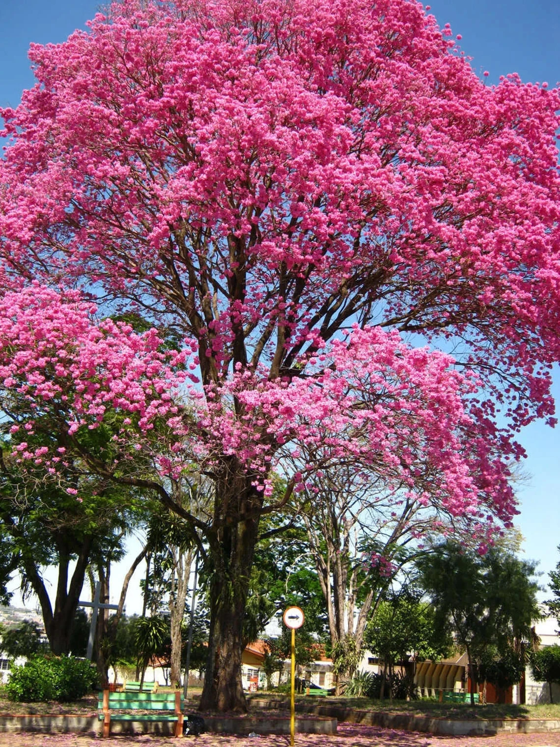 Pink Tabebuia Heterophylla 24–36" Live Rooted Starter Plant – Pink Trumpet Tree