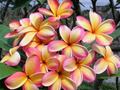 Rainbow Plumeria Cuttings - 3 Live 8-14" Rainbow Frangipani Stem Cuttings