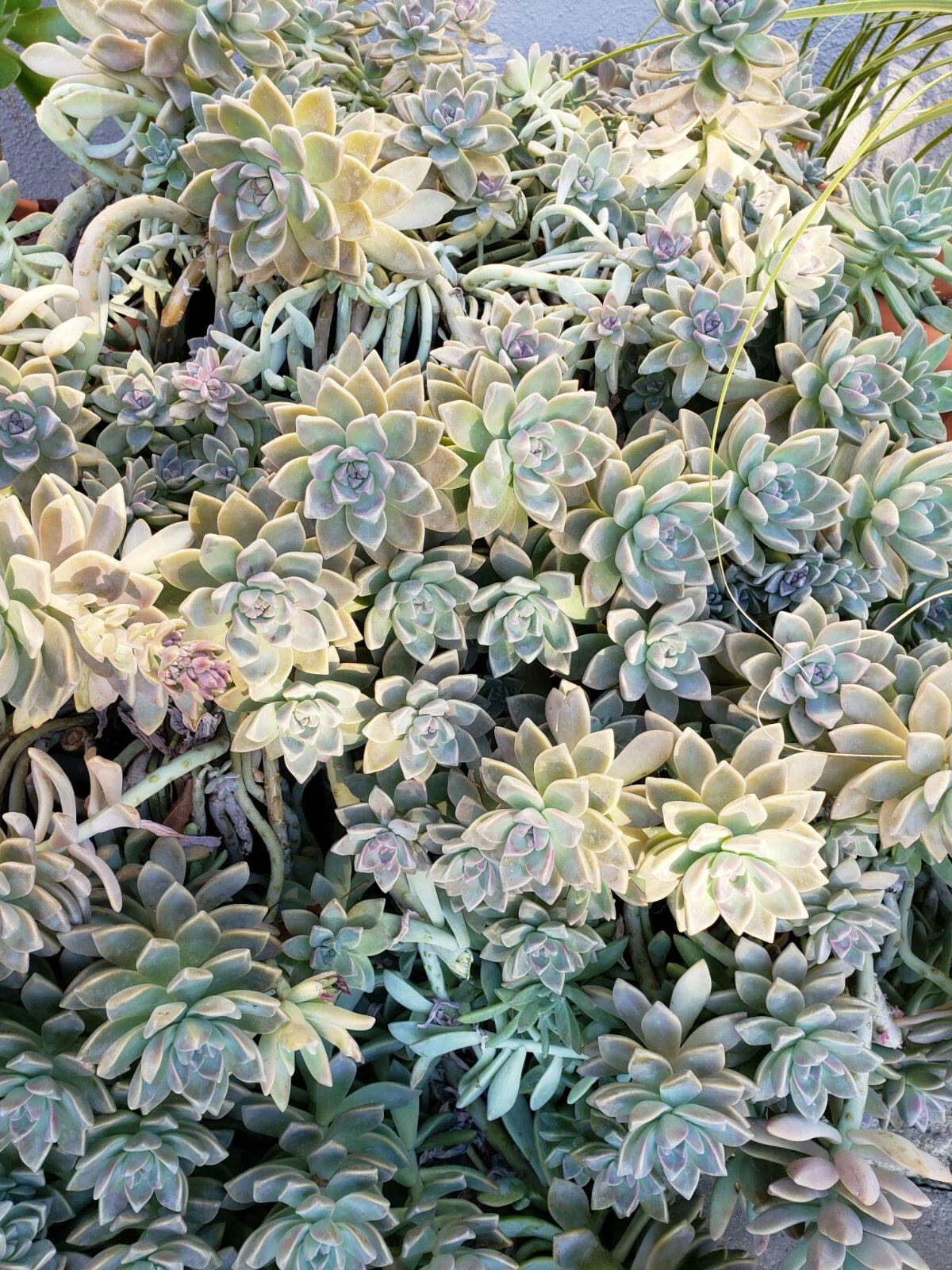 Graptopetalum Ghost Plant - 5 Fresh Cuttings + 10 Leaves | Live Succulent Starter Set