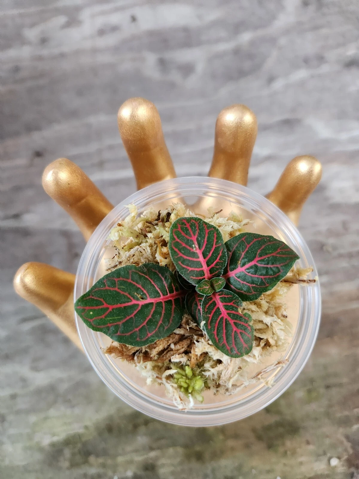 Red Fittonia Cutting in Propagation Cup — Nerve Plant Rooted Cutting for Terrariums