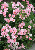 Pink Miniature Rose Cuttings - Organic USA-Grown, Unrooted Stems for Rooting