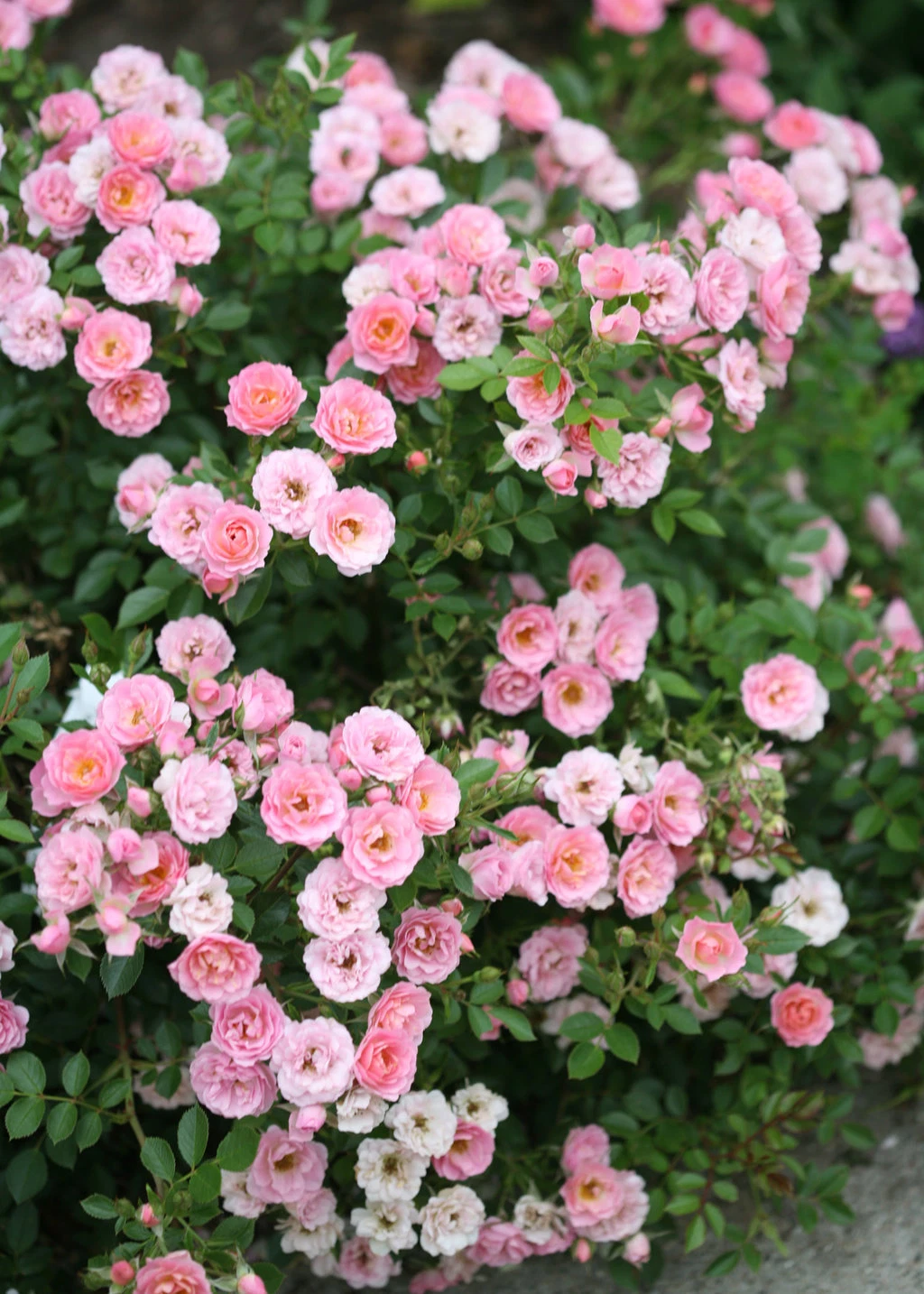 Pink Miniature Rose Cuttings - Organic USA-Grown, Unrooted Stems for Rooting