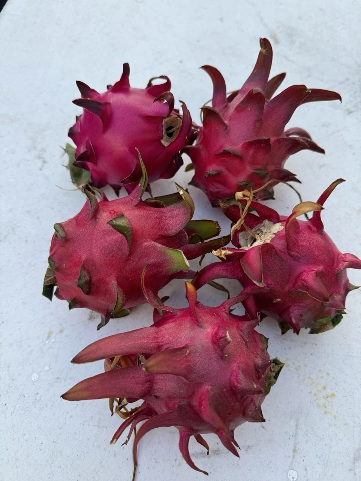 Red Dragon Fruit Cuttings (2) 8-12" Self-Pollinating Pitaya Climbing Cactus