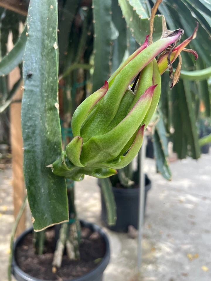 Asunta-X Dragon Fruit Cuttings (AX) – 4-Pack, 7–9" Unrooted Live Cuttings