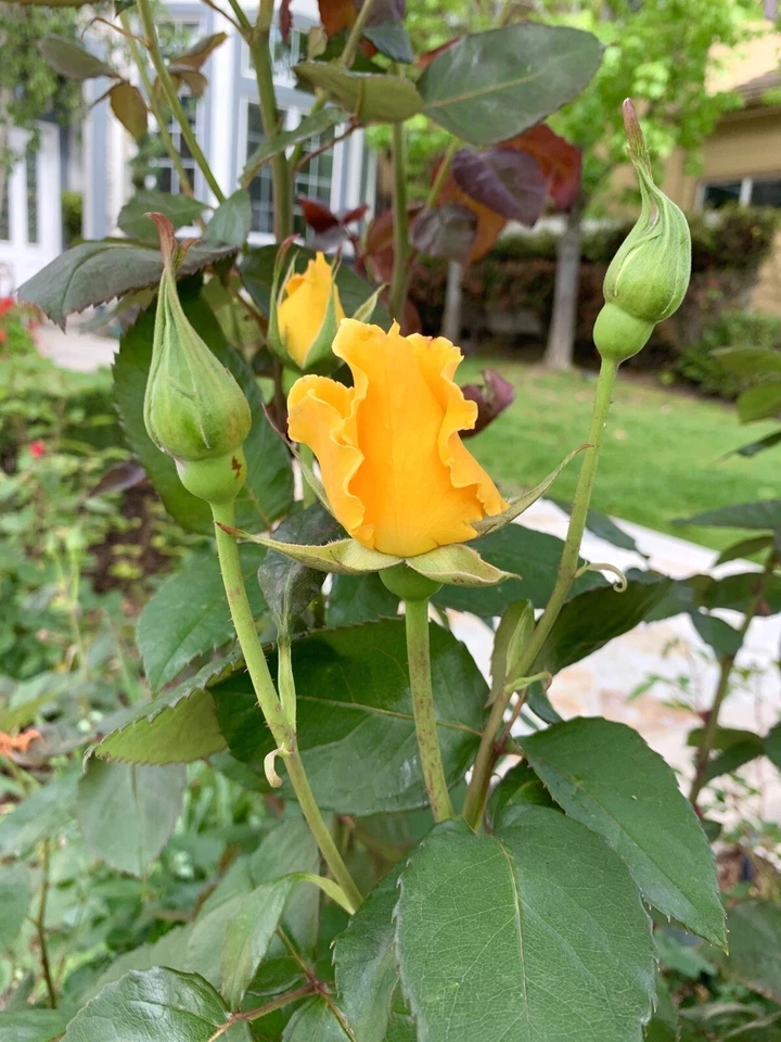 Radiant Perfume Rose - 5 Unrooted Cuttings, Yellow Fragrant Garden Rose Propagation Set