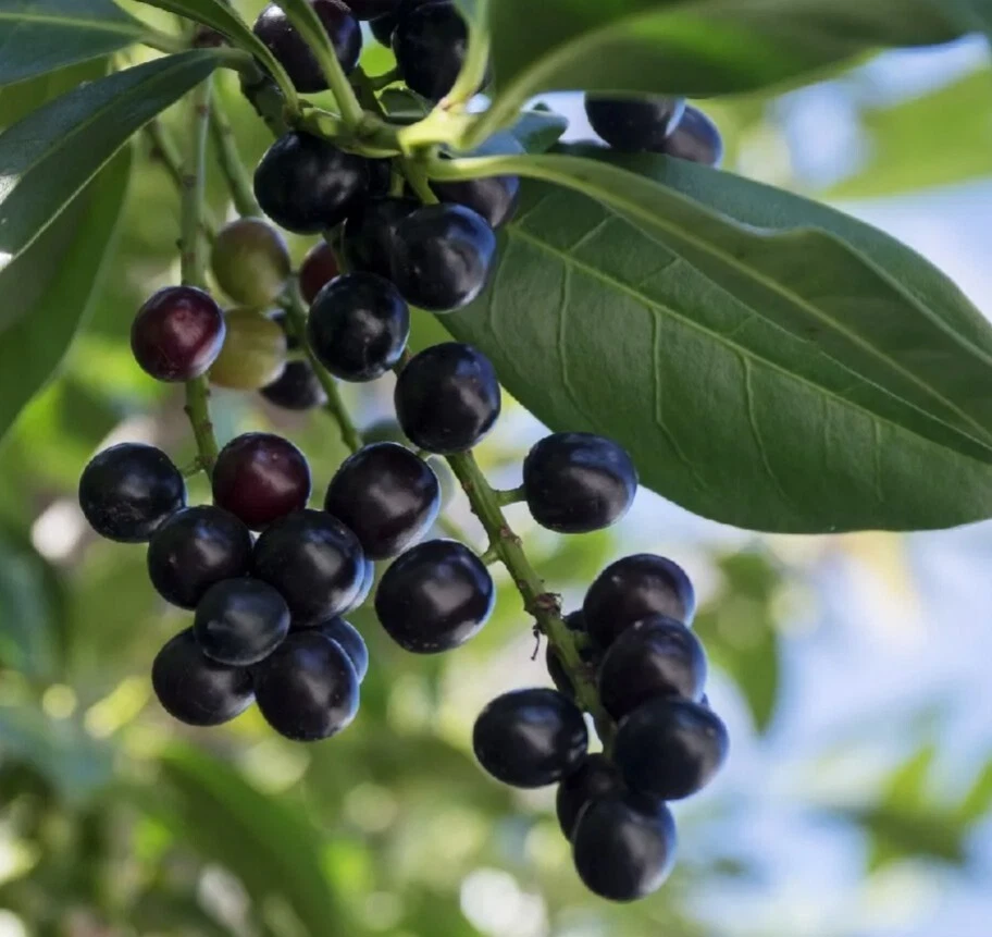 Cherry Laurel Cuttings (Prunus laurocerasus) 20 Fresh 6–8"+ Unrooted Stem Cuttings for Hedging