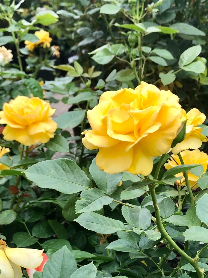 Yellow Texas Rose Cuttings – 3 Unrooted 6–8 in Stems for Rooting