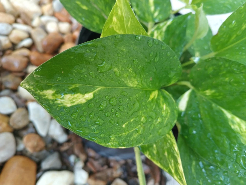 Golden Pothos Live Rooted Plant Epipremnum aureum Starter Vine - Indoor/Outdoor