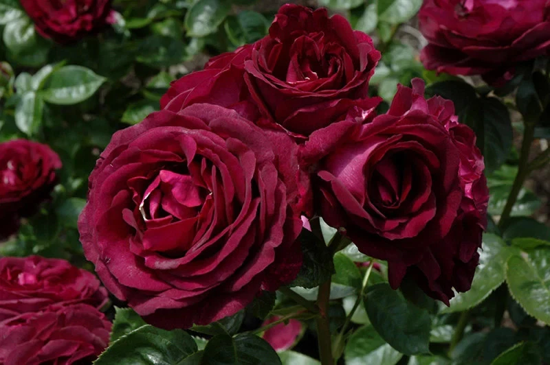 Twilight Zone Rose Cuttings – 3 Unrooted Stems, Deep Purple Bloom