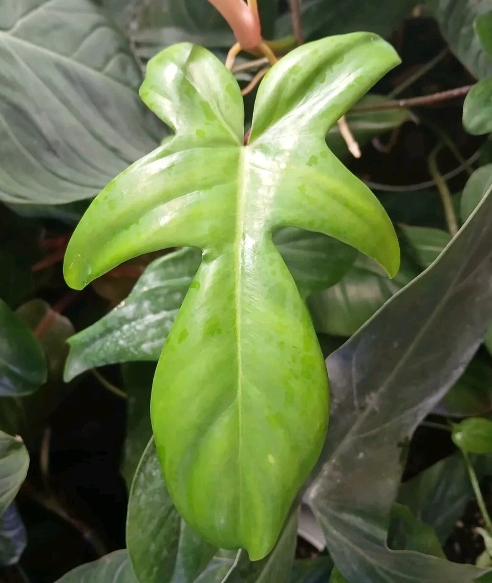 Philodendron Florida Beauty Green Form Cutting (Unrooted) – Rare Aroid for Propagation
