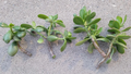 Jade Plant Cuttings Crassula ovata – 6 Unrooted Fresh Jade Cuttings for Propagation