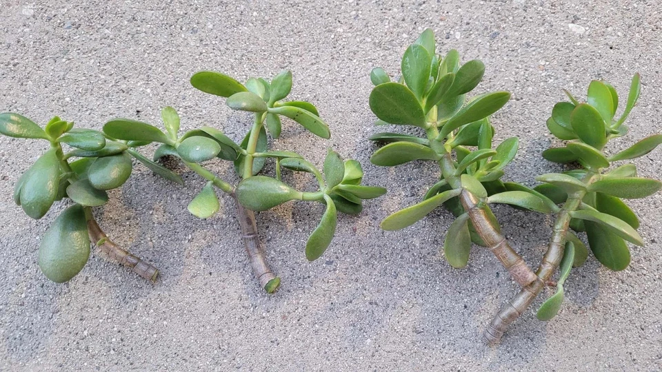Jade Plant Cuttings Crassula ovata – 6 Unrooted Fresh Jade Cuttings for Propagation