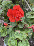 Orange Geranium Cuttings - 5 Unrooted Pelargonium Stems for Pots, Beds