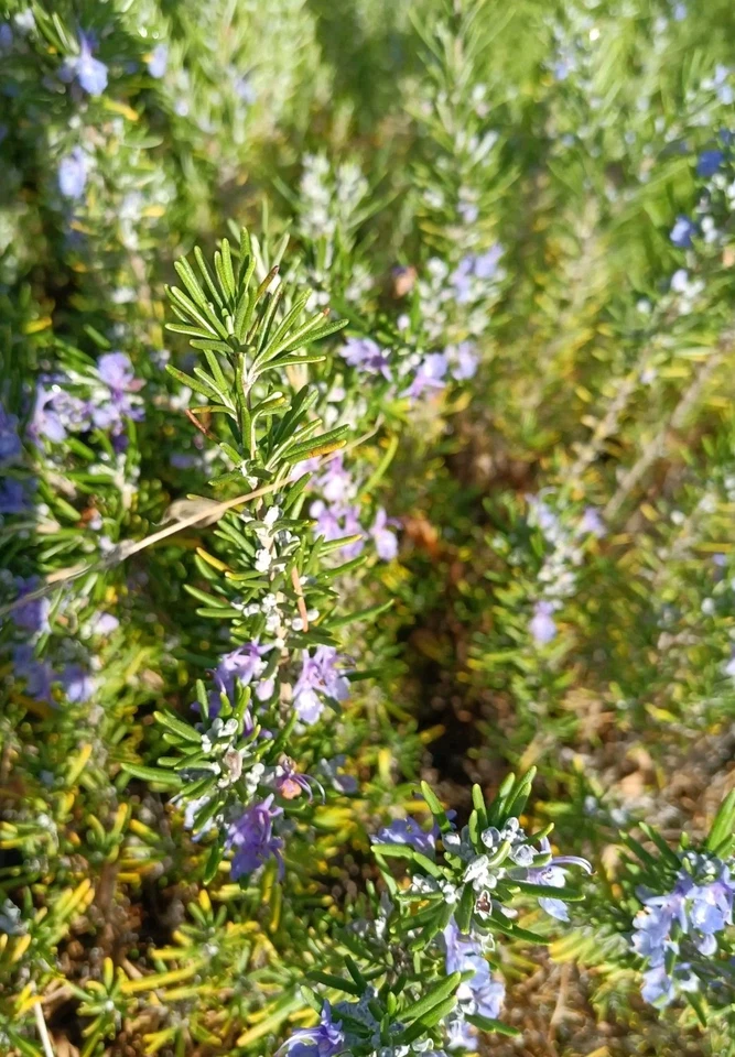Organic Rosemary Cuttings - 12 Pack, 10" Unrooted Salvia rosmarinus Starter Stems