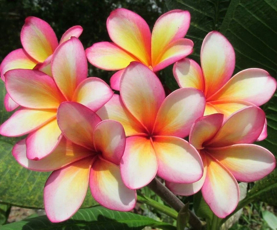 Rainbow Plumeria Cutting (9–14') | Unrooted Frangipani Stem for Propagation