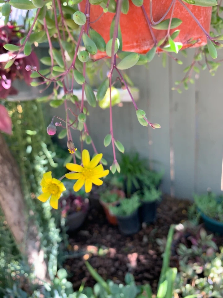 Ruby Necklace Succulent Cuttings (Othonna capensis) – 12 Unrooted 8" Stems for Propagation