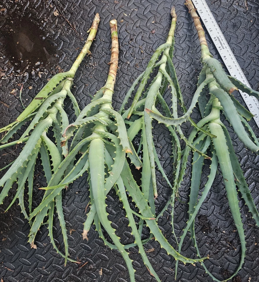 Aloe arborescens Cuttings – 4 Unrooted Fresh Tree Aloe Starts