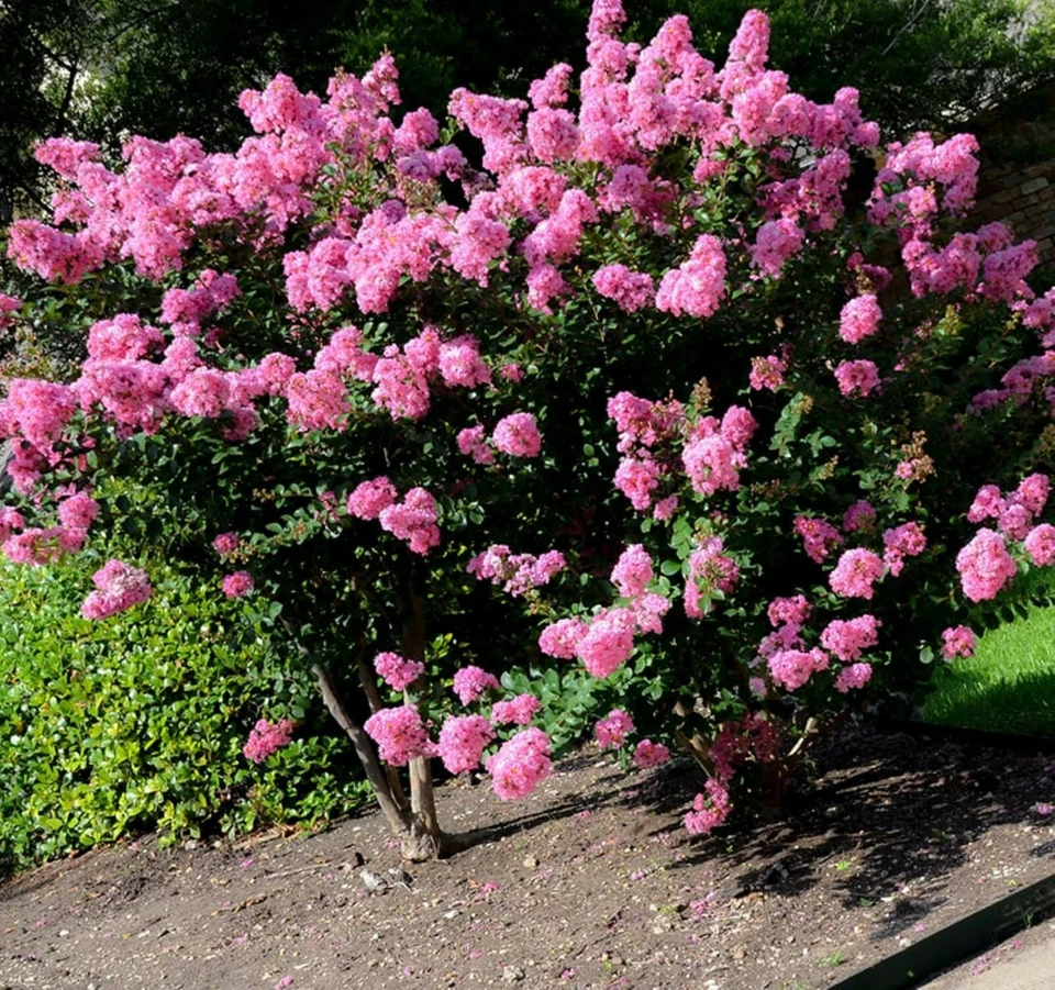 Crape Myrtle Cuttings - 7 Unrooted Fresh Stems for Rooting