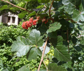 Fragrant Lemon Sumac Cuttings – 10 Unrooted Rhus aromatica Stems