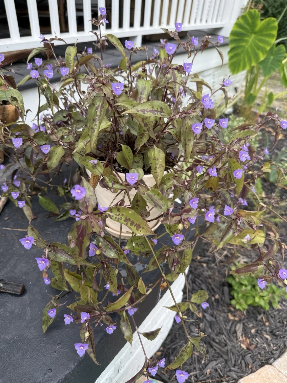 Tinantia pringlei Spotted Tinantia Cuttings - 5 Fresh Trailing Cuttings