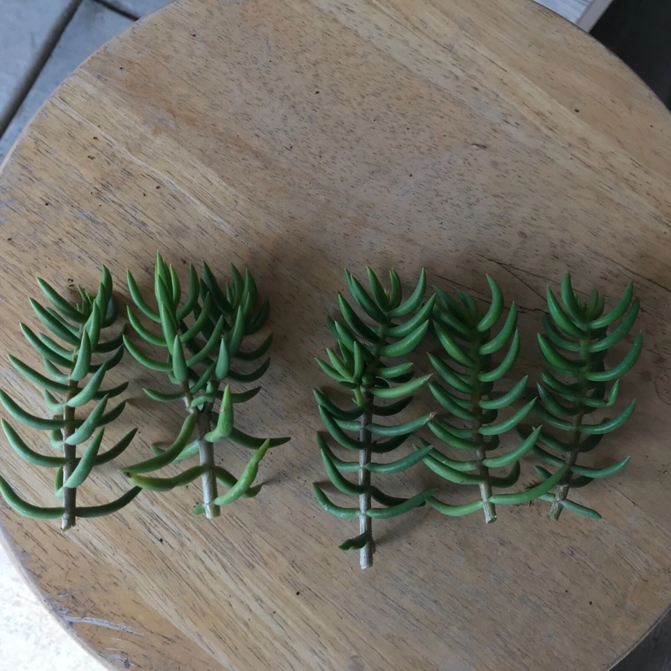 Crassula tetragona Mini Pine Tree Succulent Cuttings — Set of 4 Unrooted Cuttings