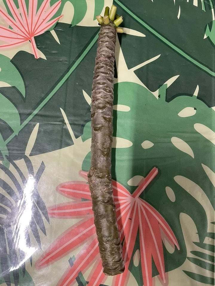 Yellow Plumeria Cuttings - 3 Unrooted 10" Single-Head Frangipani Stems