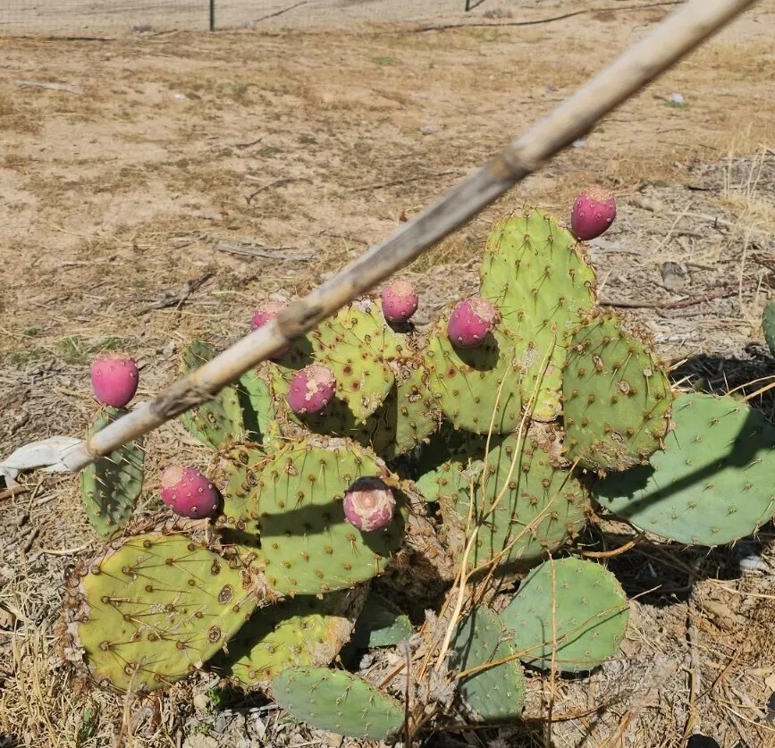 Opuntia phaeacantha Desert Prickly Pear – 2 Live Pads, 4–7", Cold Hardy to –20°F