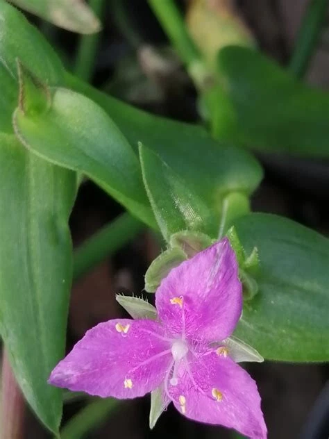 Callisia micrantha Cuttings - Trailing Inch Plant, Fresh Stem Cuttings for Propagation