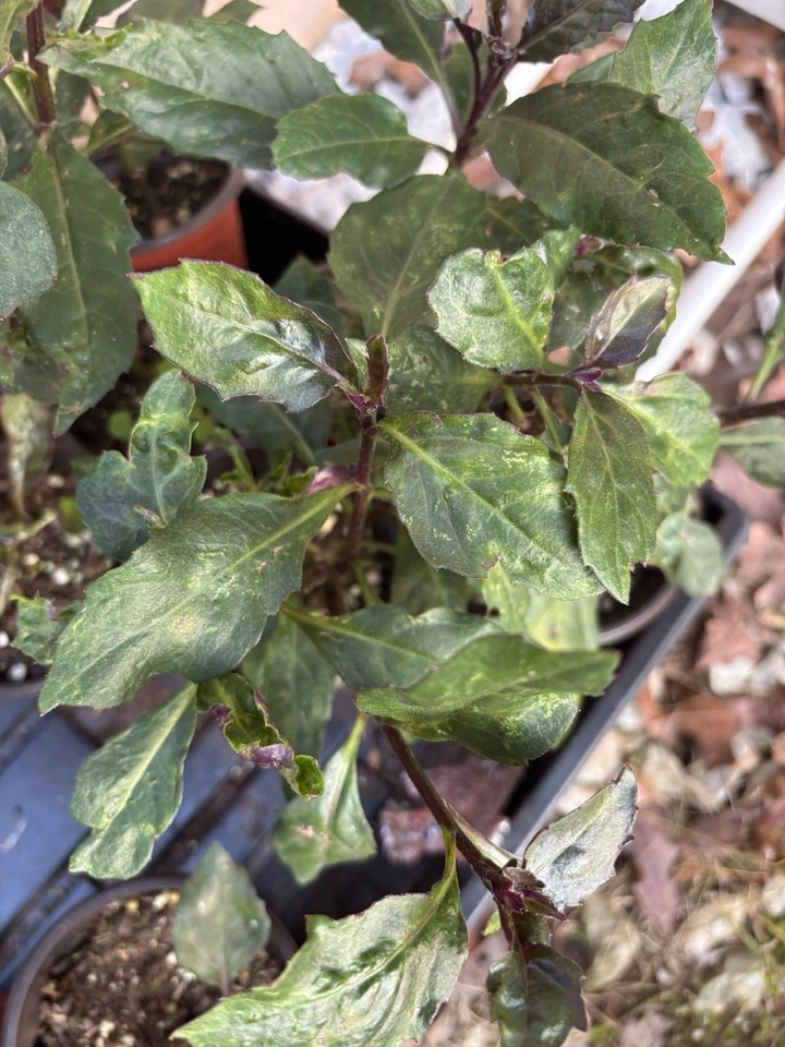 Okinawa Spinach Gynura bicolor – 2 Rooted Live Plants