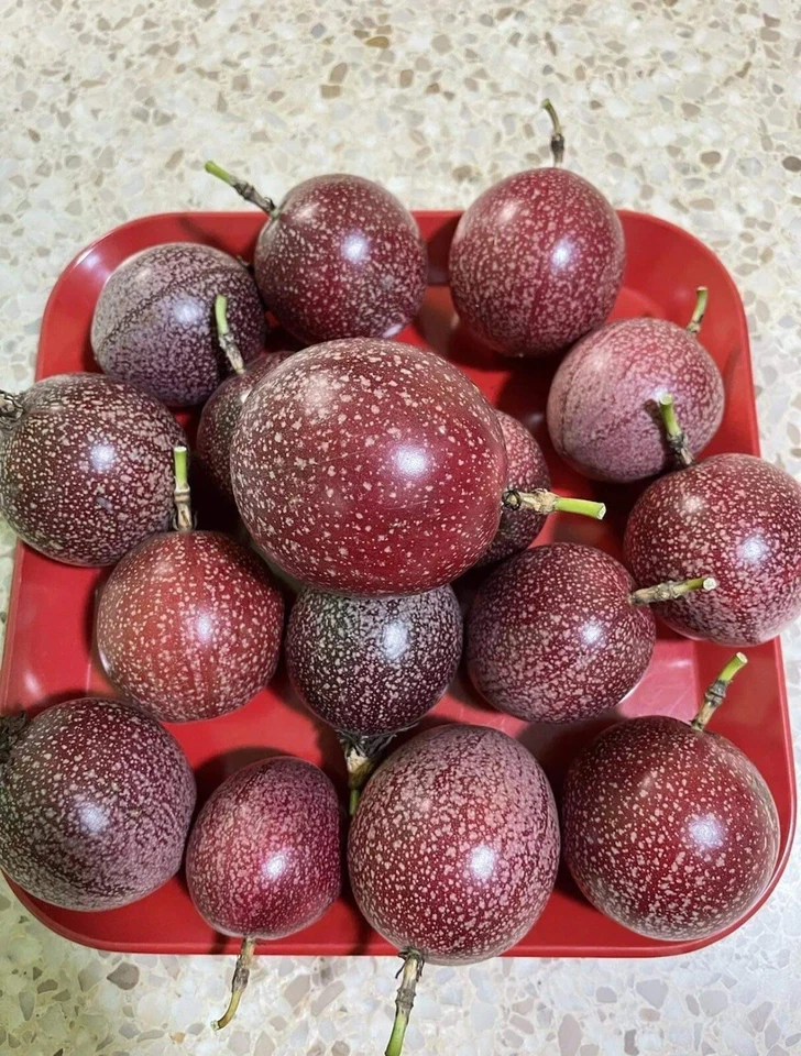 Passiflora edulis Passion Fruit Cuttings – 10 Unrooted 8–10" Vine Segments