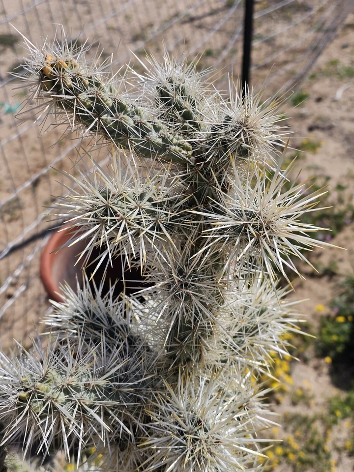 Silver Cholla Branches Cylindropuntia echinocarpa - 15–30 Dried Pieces for Crafts & Desert Décor