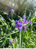 Virginia Spiderwort Cuttings (Tradescantia virginiana) - 12 Unrooted