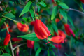 Malvaviscus arboreus Red Turk’s Cap Cuttings – 6 Unrooted Live Cuttings, Sleeping Hibiscus