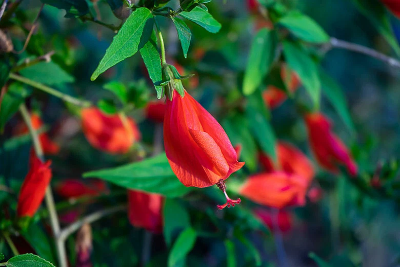 Malvaviscus arboreus Red Turk’s Cap Cuttings – 6 Unrooted Live Cuttings, Sleeping Hibiscus