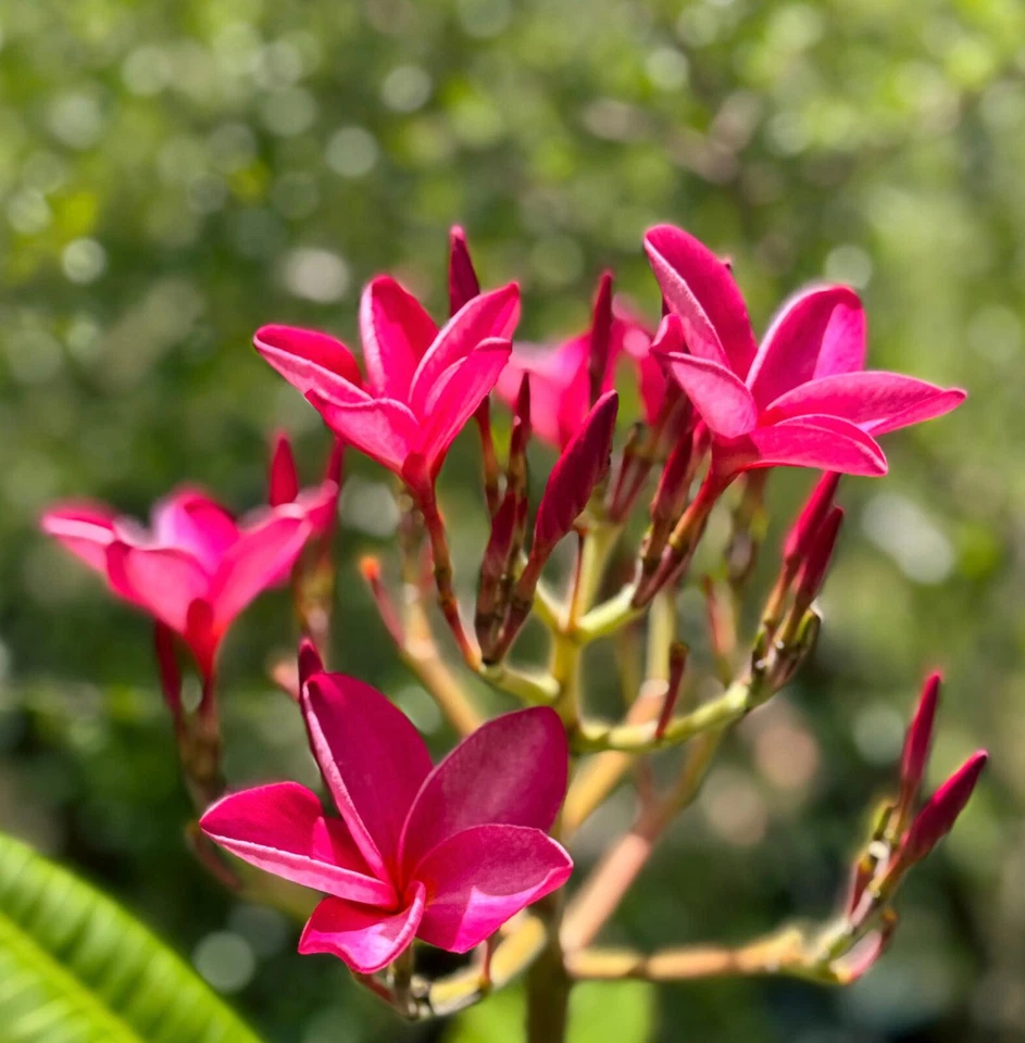 Pink Plumeria Cutting (Plumeria rubra) 6–8" – Unrooted Frangipani for Rooting