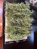 Fresh Rosemary Cuttings – 10 Organic Rosmarinus officinalis Stems for Propagation & Cooking