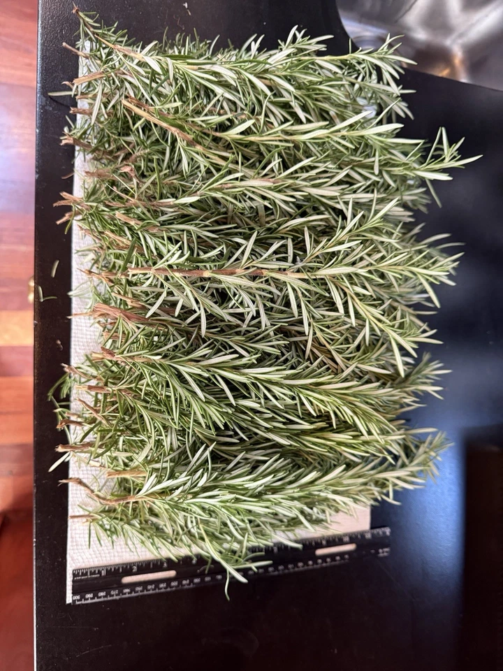 Fresh Rosemary Cuttings – 10 Organic Rosmarinus officinalis Stems for Propagation & Cooking