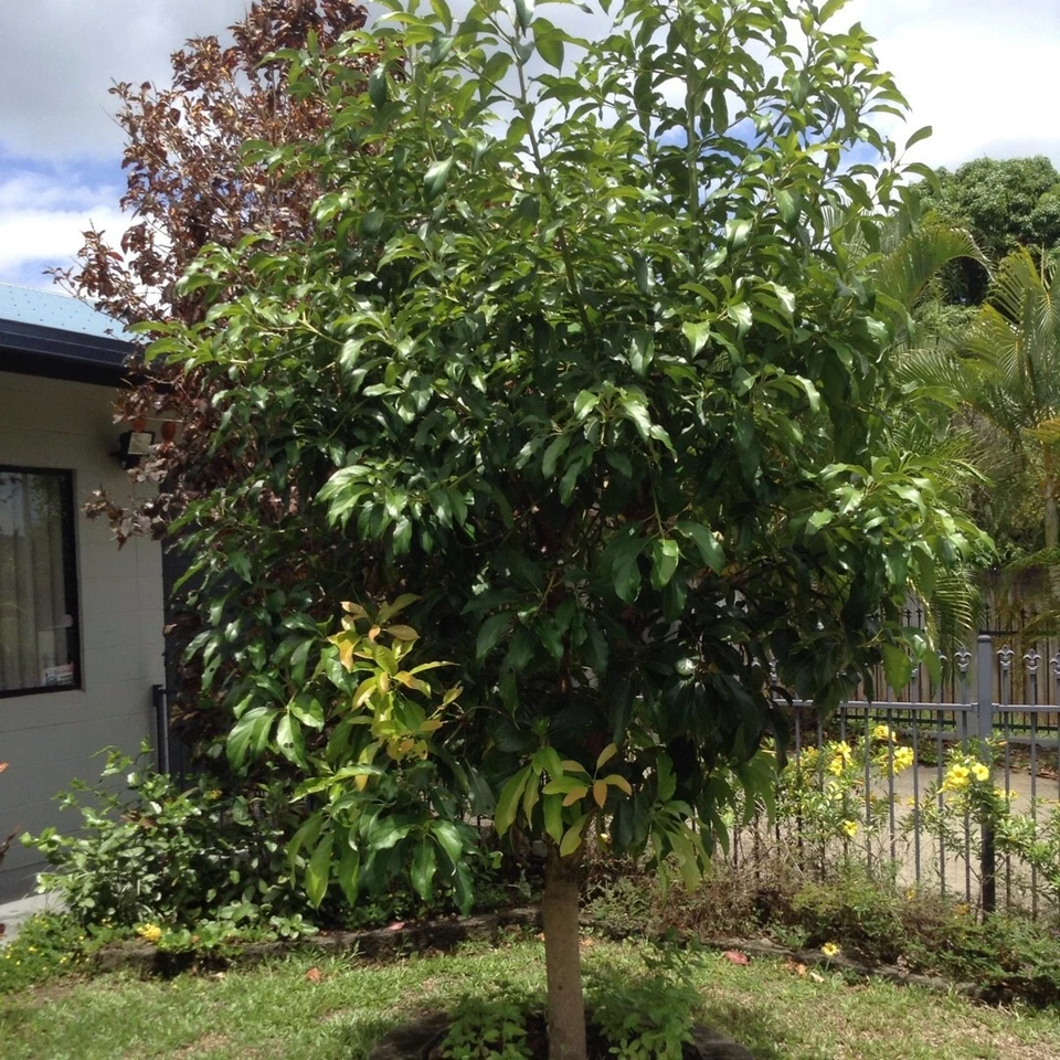 Cleopatra Avocado Scions – 3 Fresh Wax-Dipped Unrooted Cuttings for Grafting (Persea americana)
