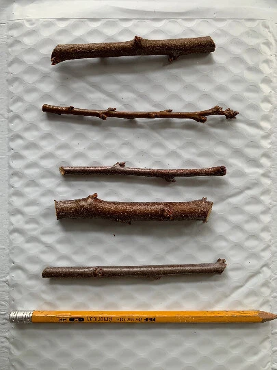 Emerald Pluot Scions - Unrooted Live Grafting Cuttings (1-Year Wood) for Prunus Rootstocks