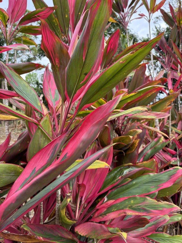 Hawaiian Ti Leaf Cuttings – 25 Unrooted 6" Starter Logs Cordyline fruticosa
