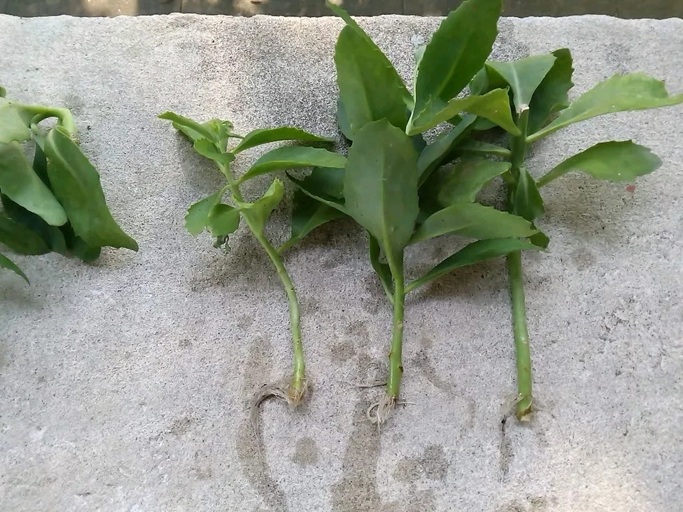 Sedum Autumn Joy Cuttings – 3 Unrooted Fresh Cuttings for Easy Propagation