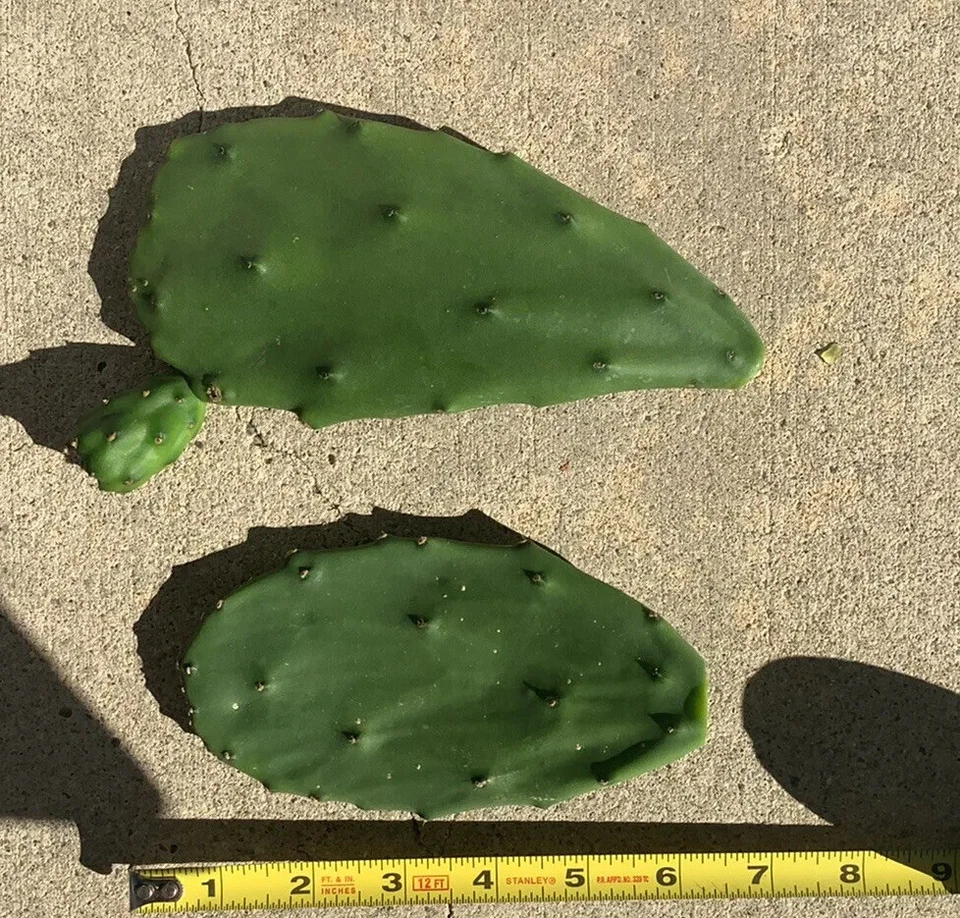 Prickly Pear Cactus Pads (Opuntia ficus-indica) - 4 Unrooted Pads for Planting